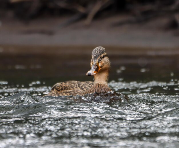 Female mallard duck glides on water near a forest