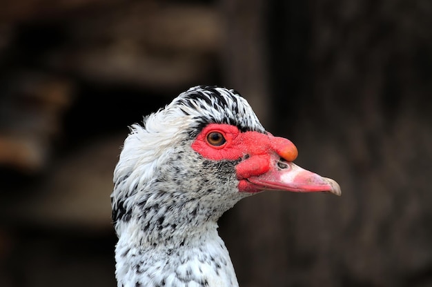 Female Mallard Duck quacking, closeup head shot.