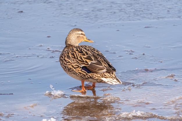 A female mallard duck walks on a frozen lake