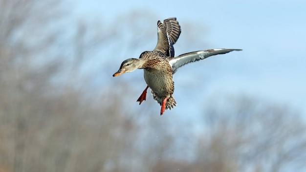 Female mallard duck