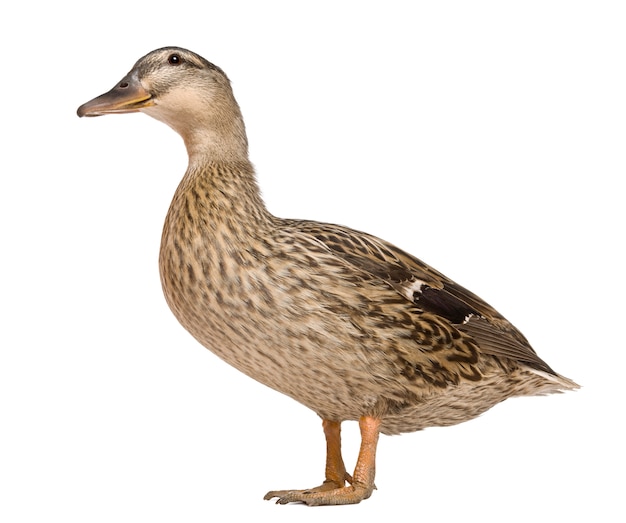 Female Mallard, standing