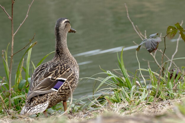 Female Mallard