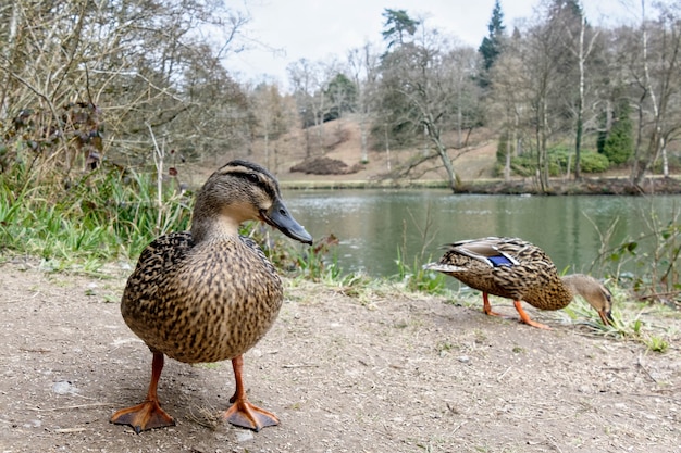 Female Mallards