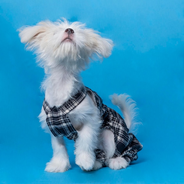 Femmina maltese sessione di servizio fotografico in studio per animali domestici con camicia nera sfondo blu e proprietà carina espressione cucciolo di cane