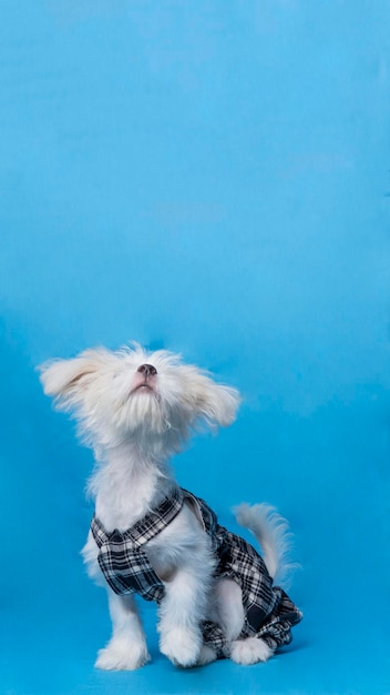 Female maltese photo shoot session studio pet photography with black dress shirt blue background and property cute expression puppy dog