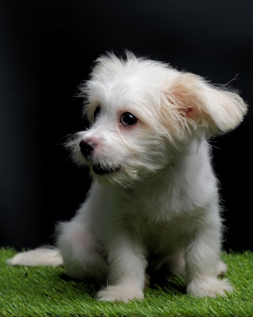 Female Maltese Puppy White Dog Photo Shoot Session studio with black background on green grass