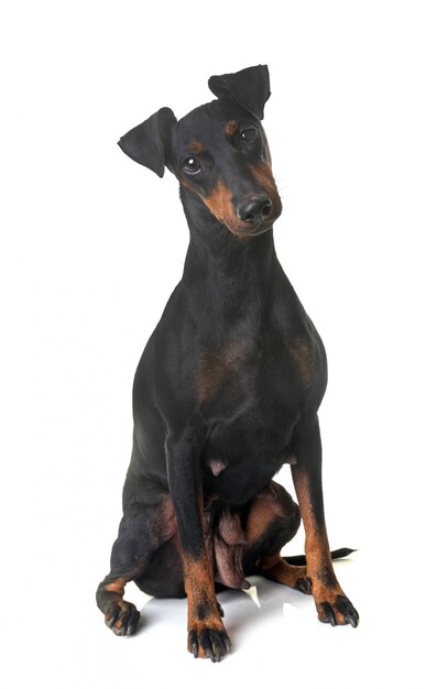 Photo female manchester terrier