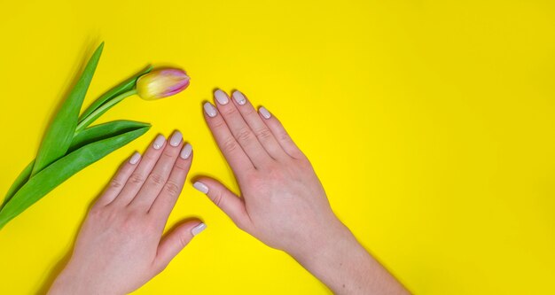 Female manicure on a bright background. Yellow background with tulips. Place for an inscription. Banner.