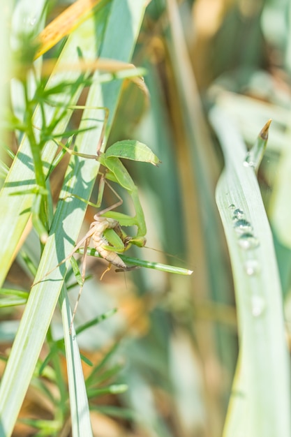 Female mantis is having lunch after mating. Sochi, Russia.