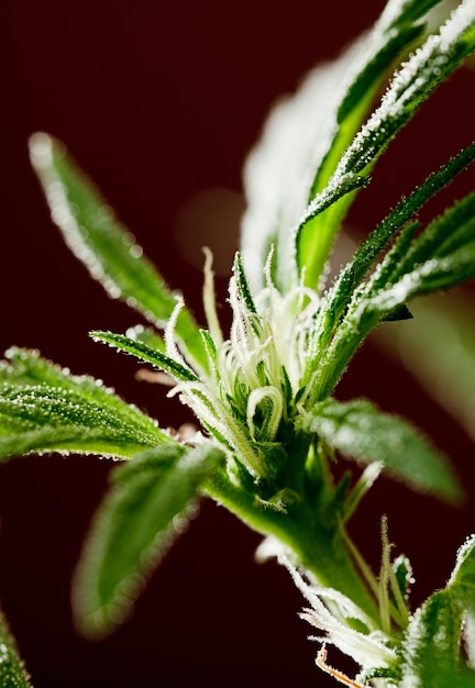 Female marijuana flower calyx pistils protruding hairs with redbrown background