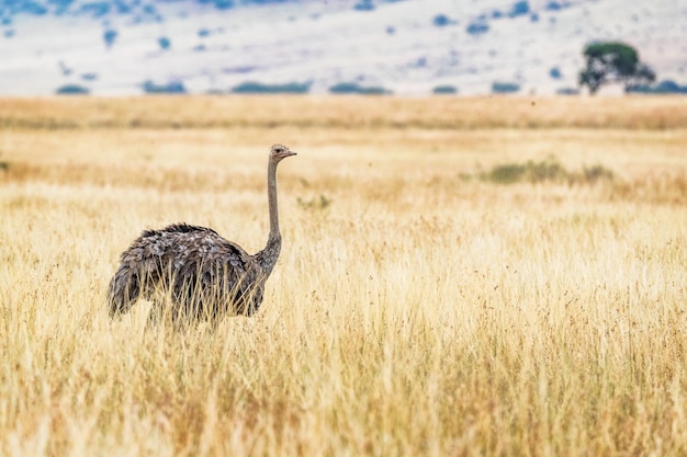 ケニア アフリカの女性のマサイ族のダチョウ