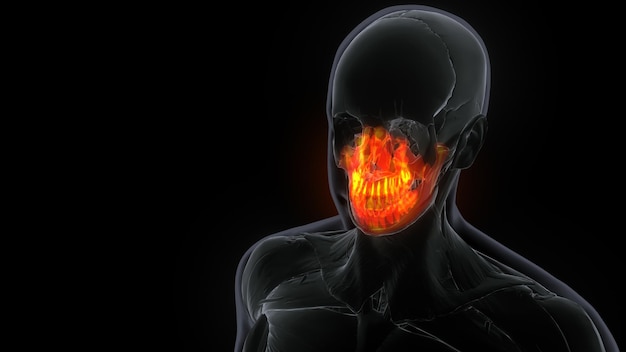 Photo female maxilla bone skull anatomy 3d illustration