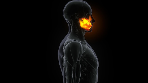 Female Maxilla Bone Skull Anatomy 3d illustration