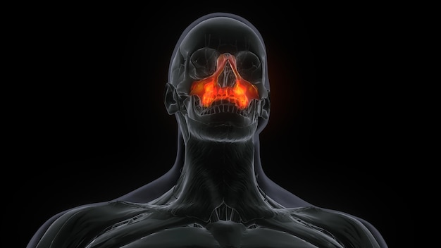 Photo female maxilla bone skull anatomy 3d illustration