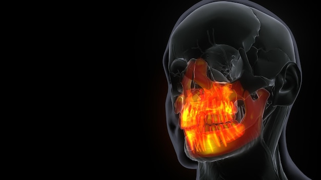 Photo female maxilla bone skull anatomy 3d illustration