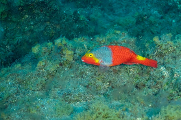 Female Mediterranean parrotfish Sparisoma cretense El Hierro Spain