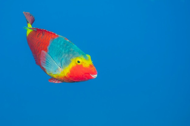 Photo female mediterranean parrotfish sparisoma cretense el hierro spain