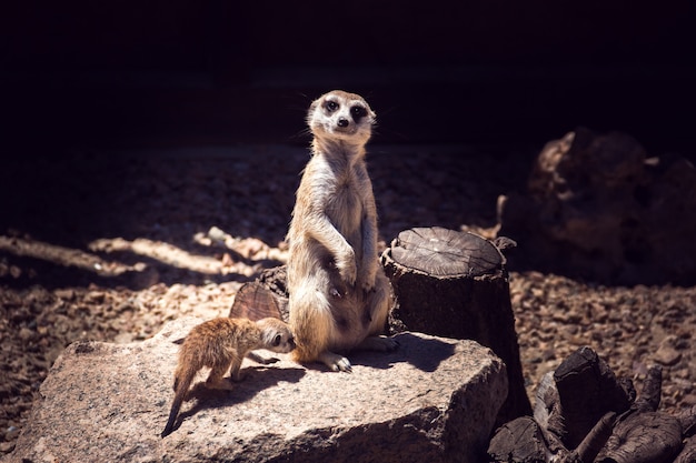 여성 meerkat와 그녀의 새끼