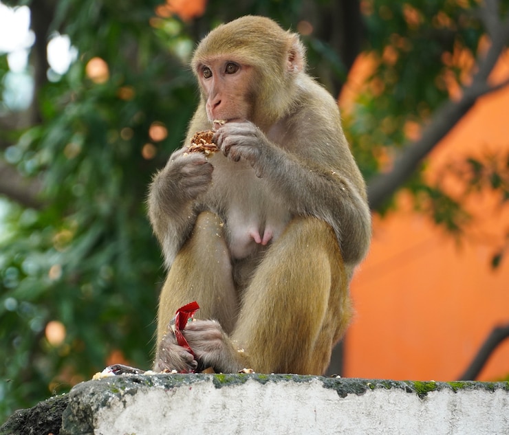 Photo 食べ物を食べる雌猿
