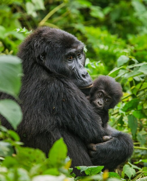 Female mountain gorilla with a baby. Uganda. Bwindi Impenetrable Forest National Park.