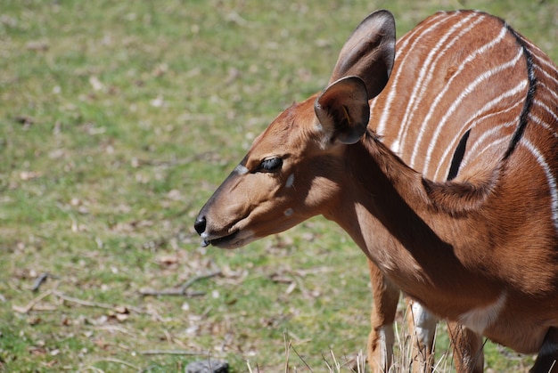 Female Nyala With Her Tongue Partially Sticking Out