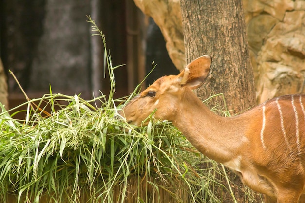 Photo female nyala in the zoo