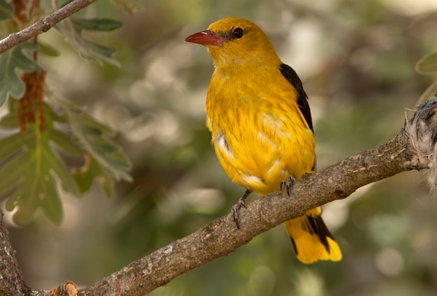 Фото Самка золотого иволга, певчая птичка, ориолус ориолус