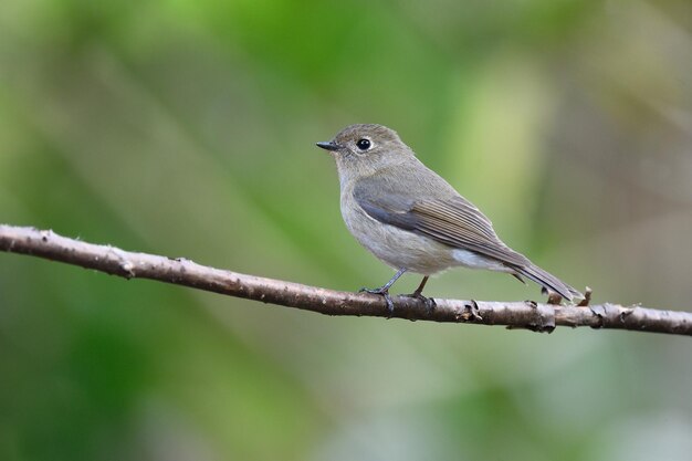 사진 slatybacked flycatcher ficedula erithacus의 암컷