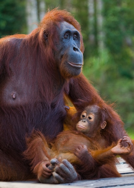 Foto la femmina dell'orango con un bambino è seduta su una piattaforma di legno nella giungla. indonesia. l'isola del borneo (kalimantan).