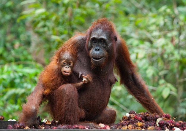 Female of the orangutan with a baby on the feeding place. Indonesia. The island of Kalimantan (Borneo).