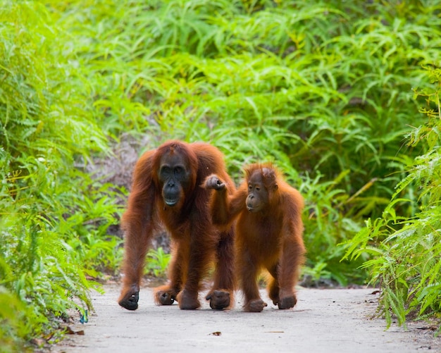 Female of the orangutan with a baby on a footpath. Funny pose. Rare picture. Indonesia. The island of Kalimantan (Borneo).