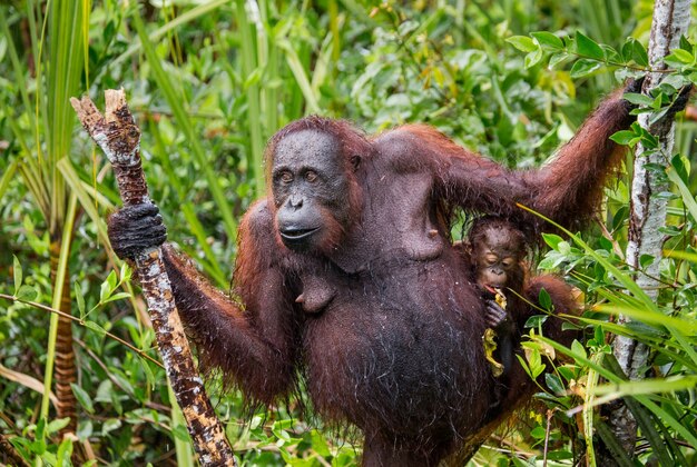 Femmina dell'orangutan con un bambino in un boschetto d'erba. indonesia. l'isola di kalimantan (borneo).