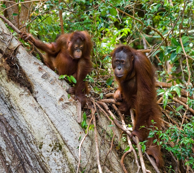 木の中に赤ちゃんを持つオランウータンの女性。インドネシア。カリマンタン島（ボルネオ）。