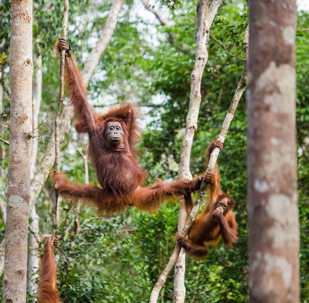 Female of the orangutan with a baby in a tree. Indonesia. The island of Kalimantan (Borneo).