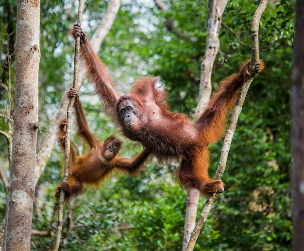 Female of the orangutan with a baby in a tree. Indonesia. The island of Kalimantan (Borneo).