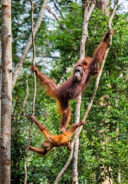 木の中に赤ちゃんを持つオランウータンの女性。インドネシア。カリマンタン島（ボルネオ）。