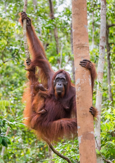 Female of the orangutan with a baby in a tree. Indonesia. The island of Kalimantan (Borneo).