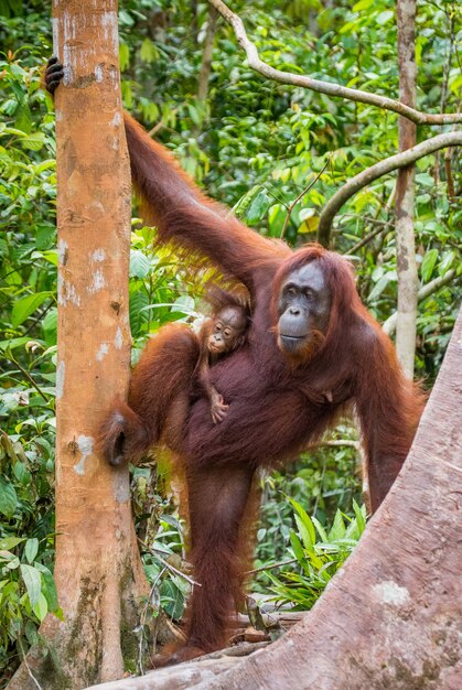 木の中に赤ちゃんを持つオランウータンの女性。インドネシア。カリマンタン島（ボルネオ）。