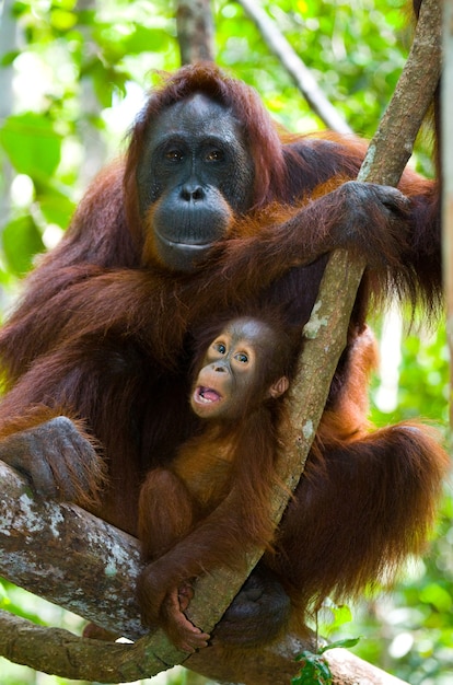 나무에 아기와 함께 오랑우탄의 여성. 인도네시아. 칼리만탄 섬 (보르네오).