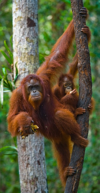 Foto femmina dell'orangutan con un bambino in un albero. indonesia. l'isola di kalimantan (borneo).