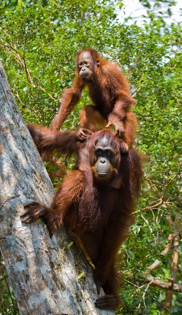 Female of the orangutan with a baby in a tree. Indonesia. The island of Kalimantan (Borneo).