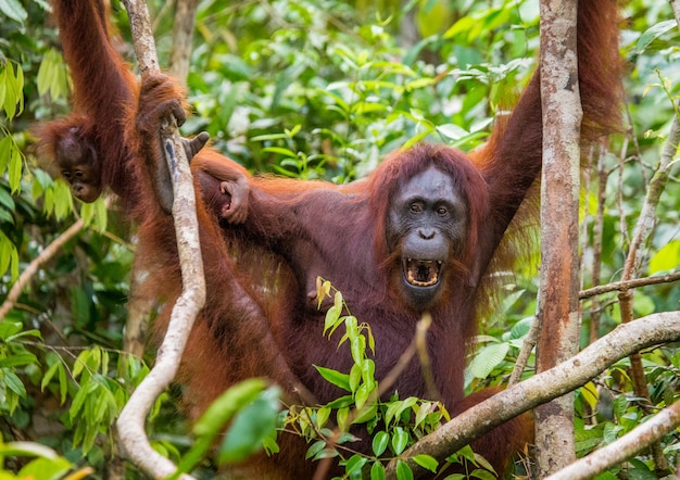 木の中に赤ちゃんを持つオランウータンの女性。インドネシア。カリマンタン島（ボルネオ）。