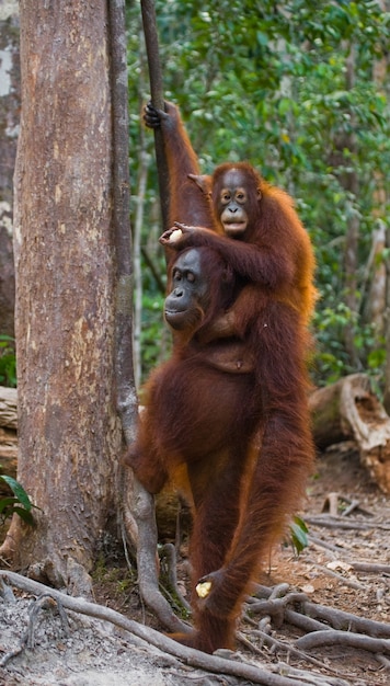 Foto orango femmina con un bambino in natura. indonesia. l'isola di kalimantan (borneo).