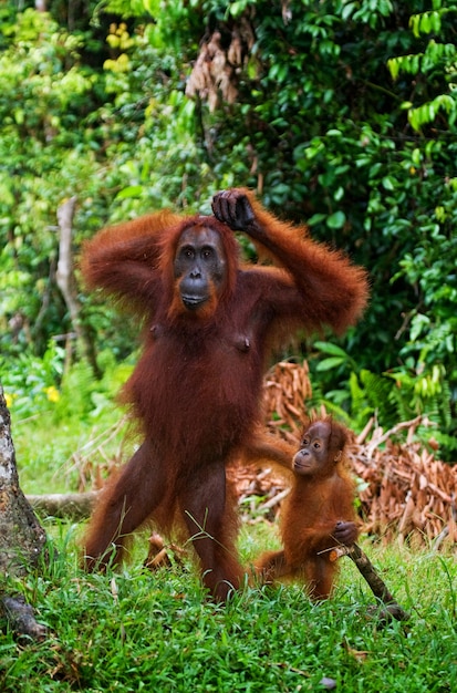 Female orangutan with a baby in the wild. Indonesia. The island of Kalimantan (Borneo).