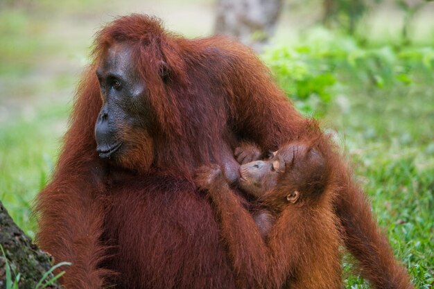 Female orangutan with a baby in the wild. Indonesia. The island of Kalimantan (Borneo).