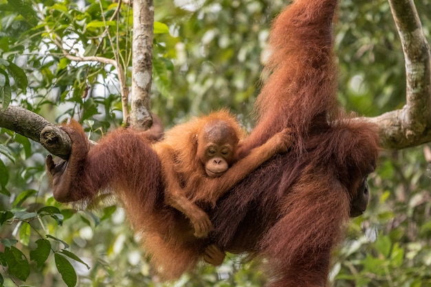 Photo female orangutan with baby