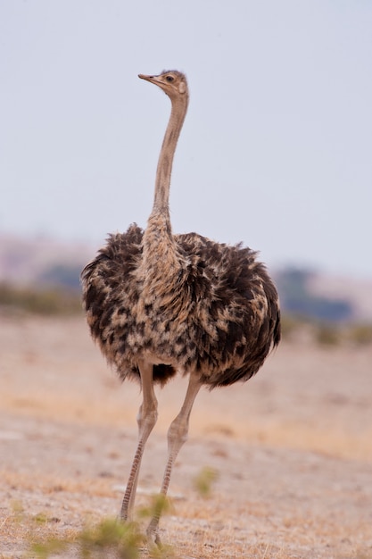 Female ostrich