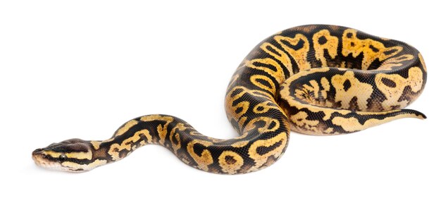 Самка пастельного ситца Python Royal python, шариковый питон - Python regius