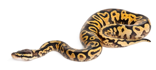 여성 파스텔 옥양목 Python Royal Python, Ball Python-Python Regius