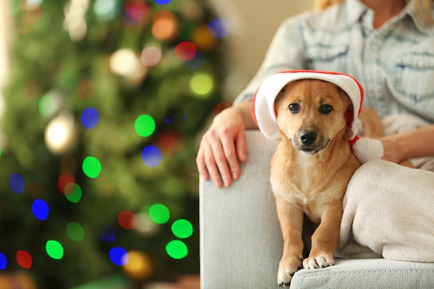 クリスマスツリーの椅子に小さなかわいい面白い犬を保持している女性